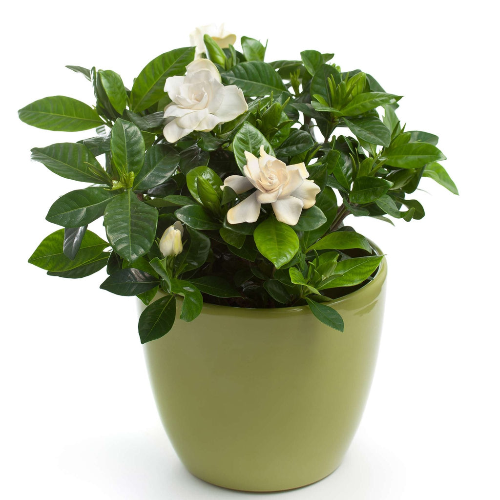 Radicans Gardenia - Cheeky Garden