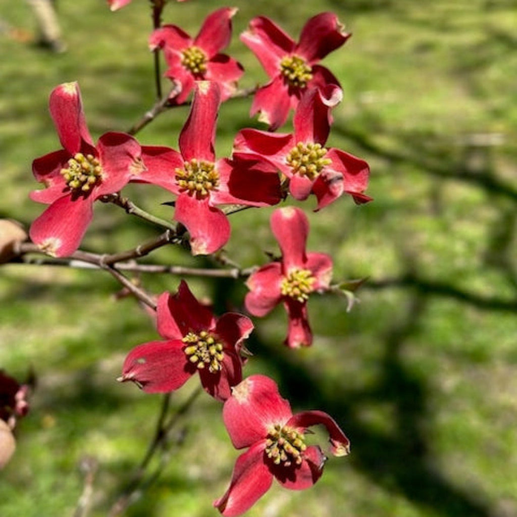 Ragin' Red™ Dogwood - Cheeky Garden