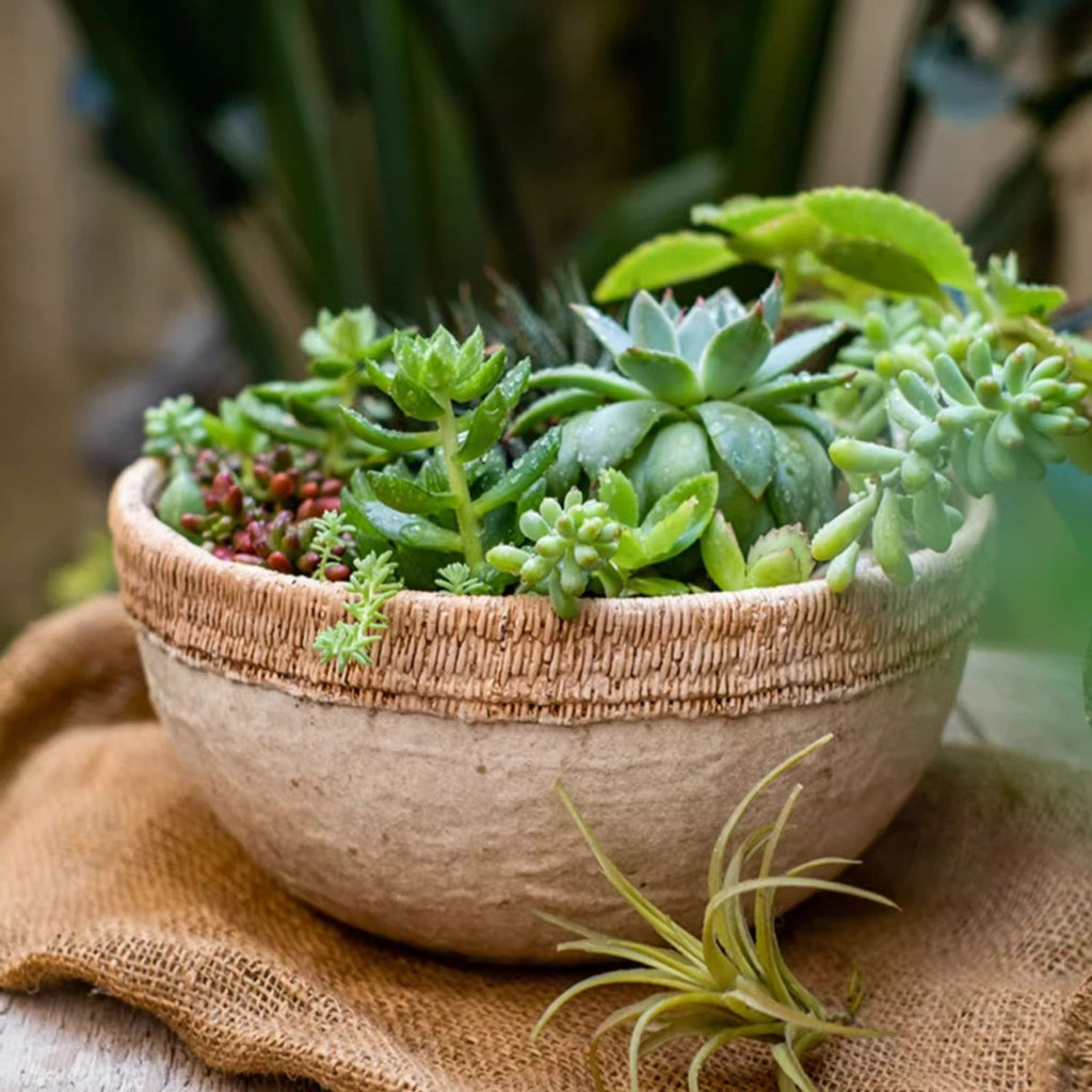 Rattan Pattern Edge Cement Planter - Cheeky Garden