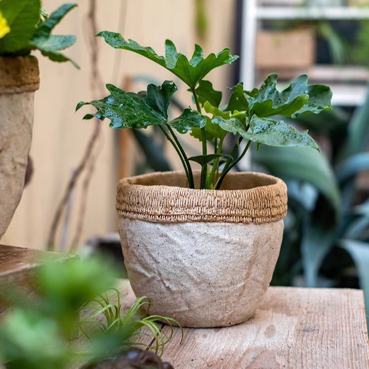 Rattan Pattern Edge Cement Planter - Cheeky Garden