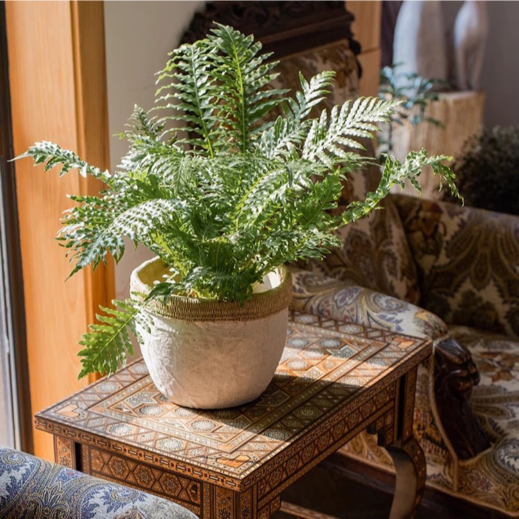 Rattan Pattern Edge Cement Planter - Cheeky Garden