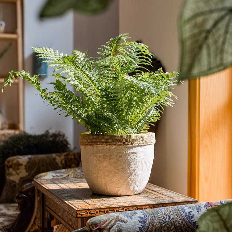 Rattan Pattern Edge Cement Planter - Cheeky Garden