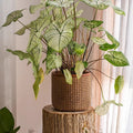 Rattan Texture Cement Planter - Cheeky Garden