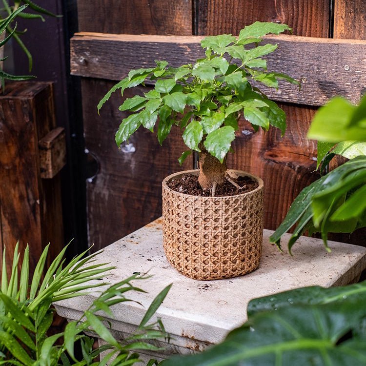 Rattan Texture Cement Planter - Cheeky Garden