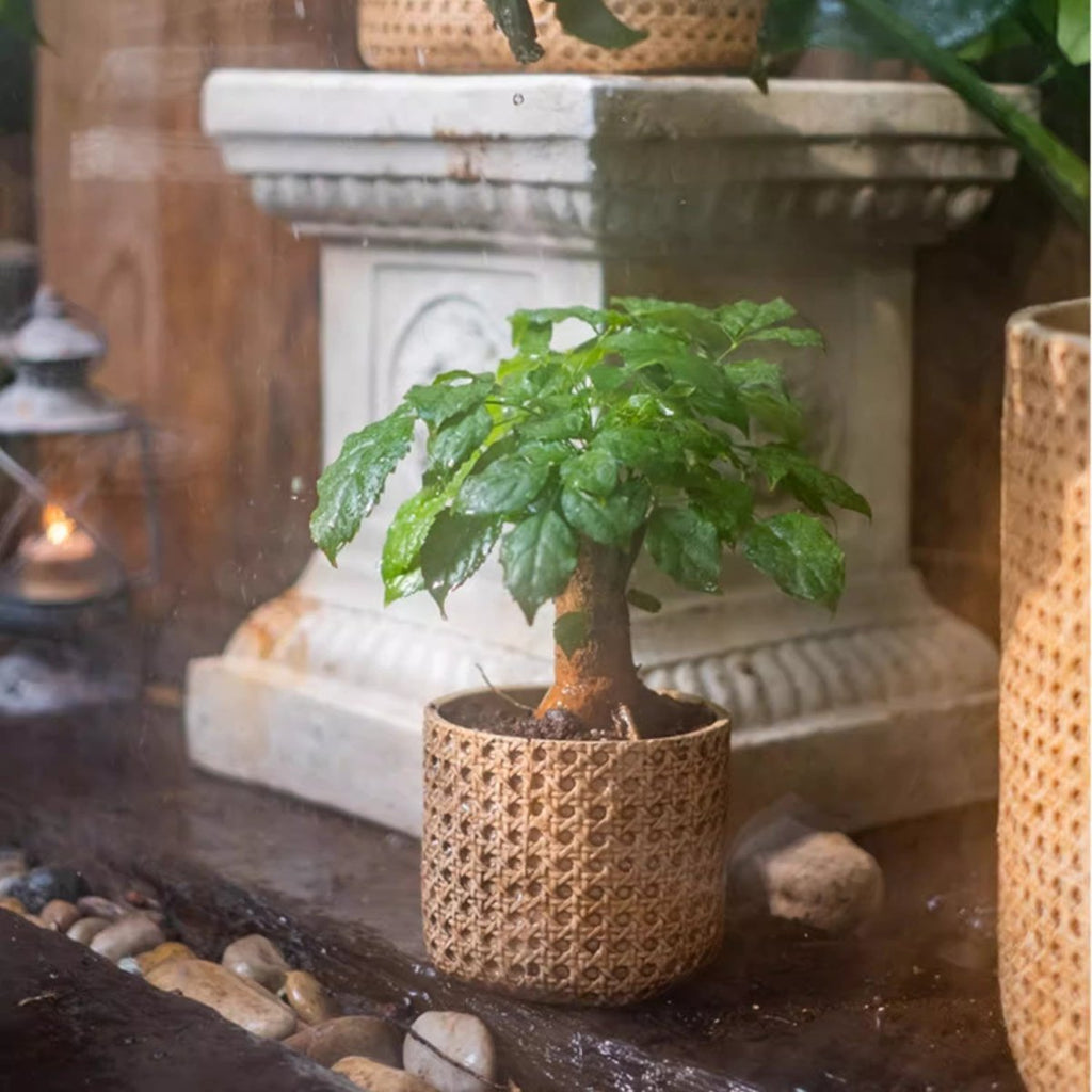 Rattan Texture Cement Planter - Cheeky Garden