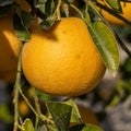 Ray Ruby Grapefruit Tree (FL) - Cheeky Garden