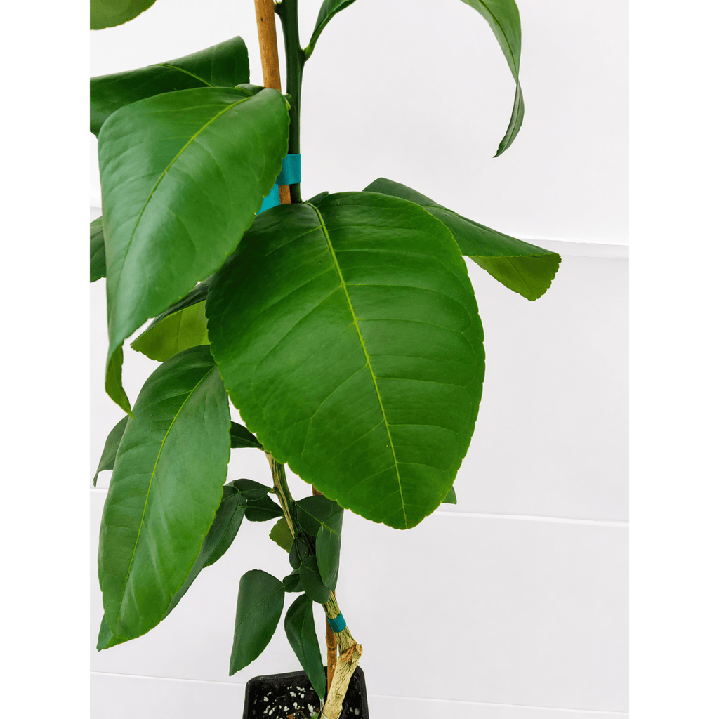 Ray Ruby Grapefruit Tree (FL) - Cheeky Garden