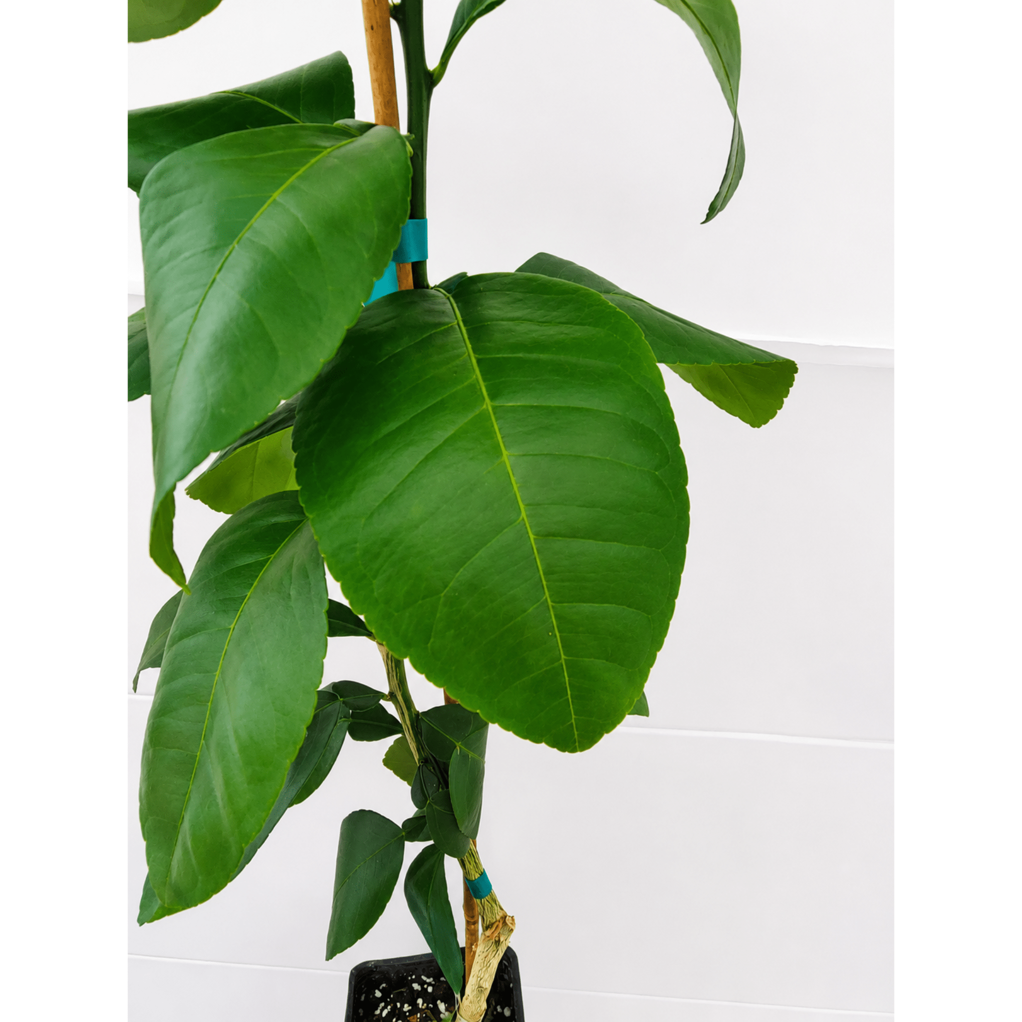 Ray Ruby Grapefruit Tree (FL) - Cheeky Garden
