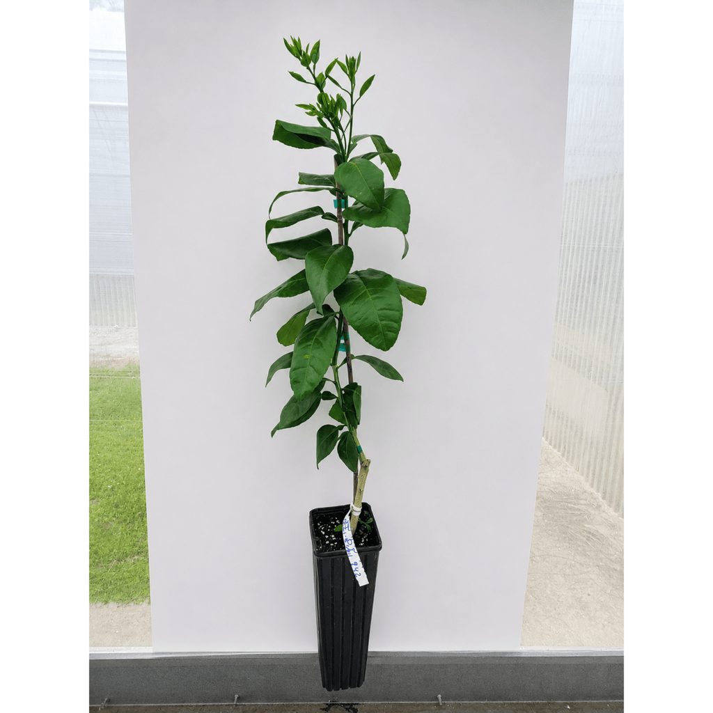 Ray Ruby Grapefruit Tree (FL) - Cheeky Garden