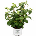 Red Balloon® Viburnum - Cheeky Garden