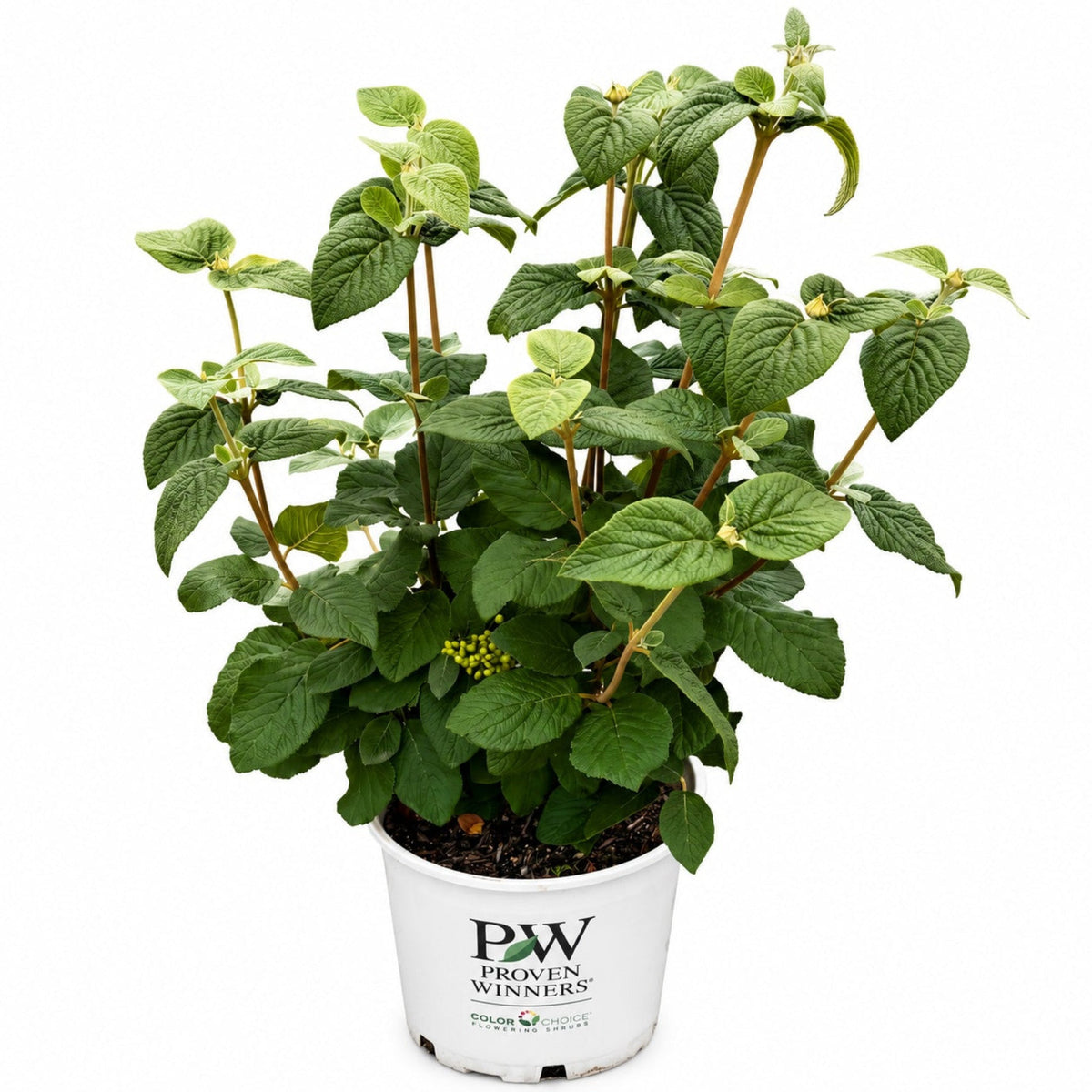 Red Balloon® Viburnum - Cheeky Garden