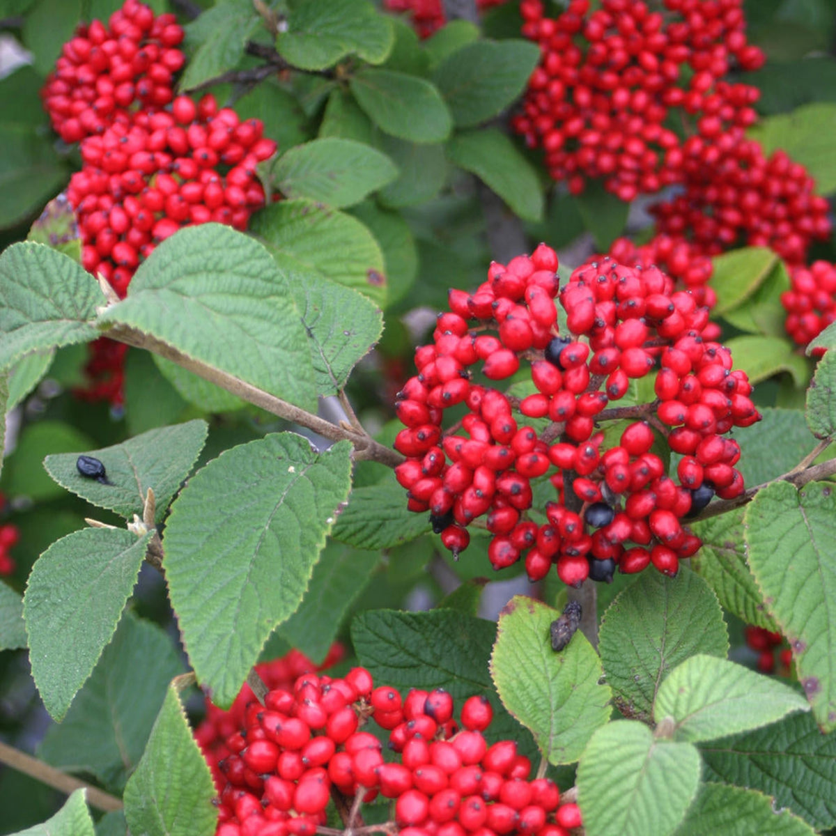 Red Balloon® Viburnum - Cheeky Garden