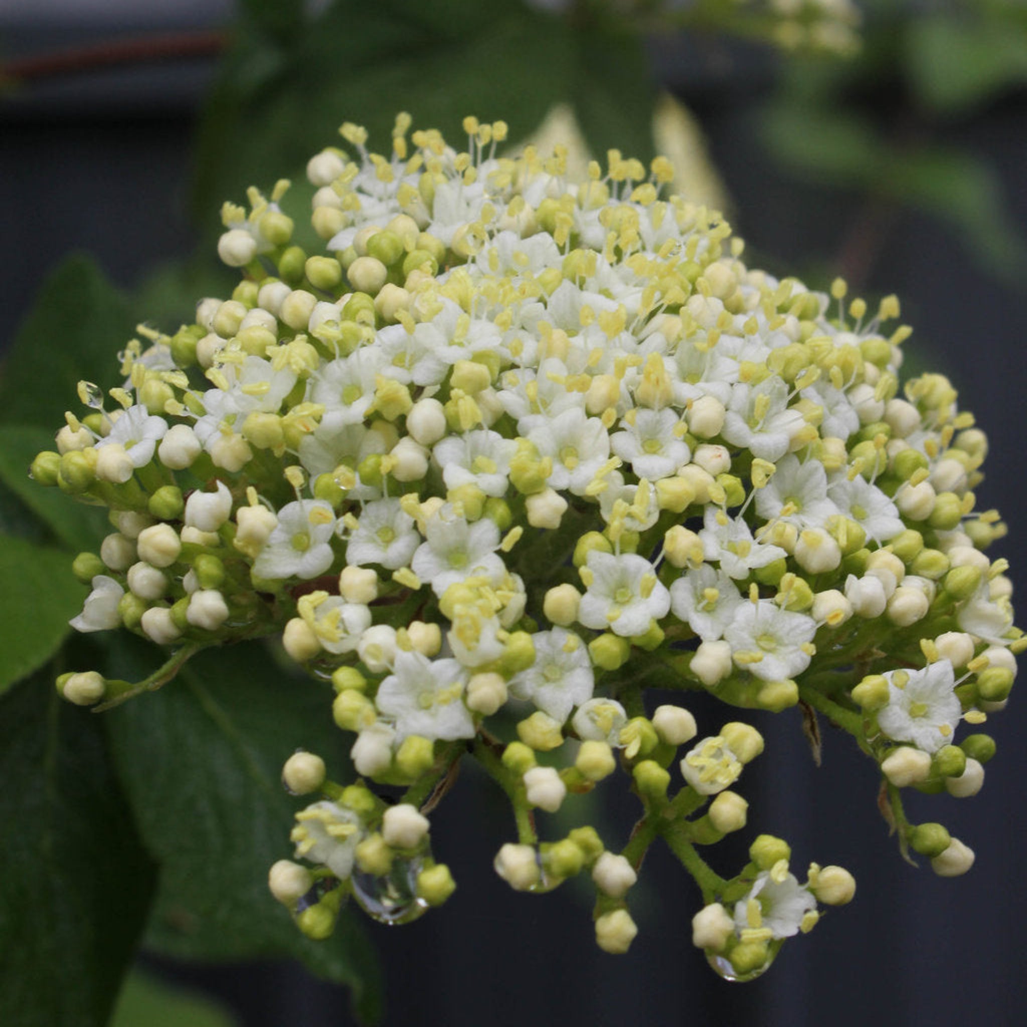 Red Balloon® Viburnum - Cheeky Garden