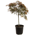 Red Dragon Japanese Maple Tree - Cheeky Garden