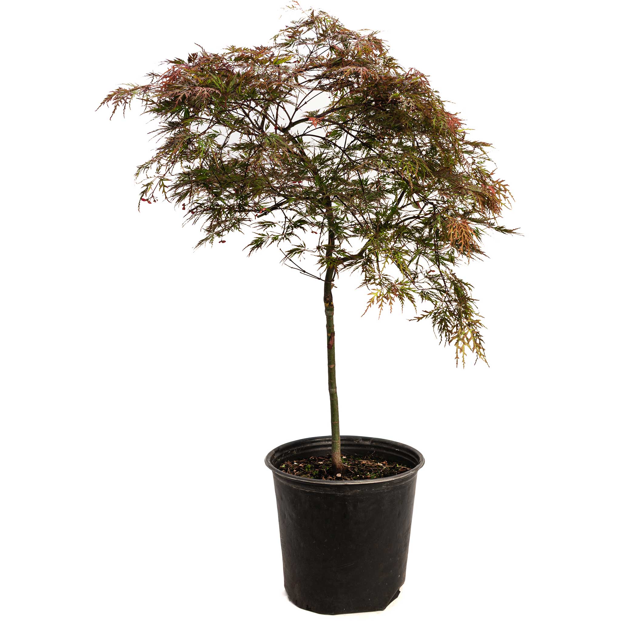 Red Dragon Japanese Maple Tree - Cheeky Garden