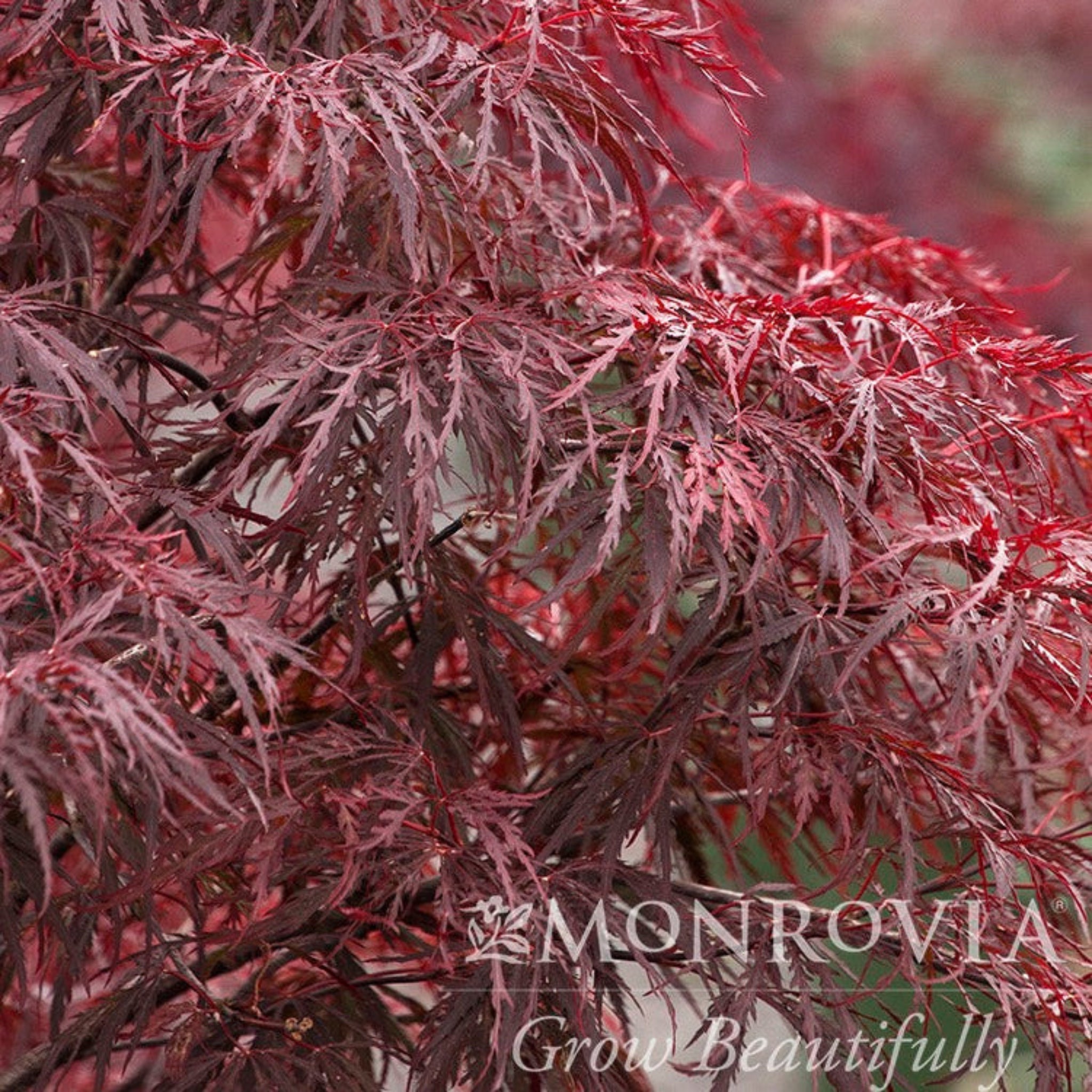 Red Dragon Japanese Maple Tree - Cheeky Garden