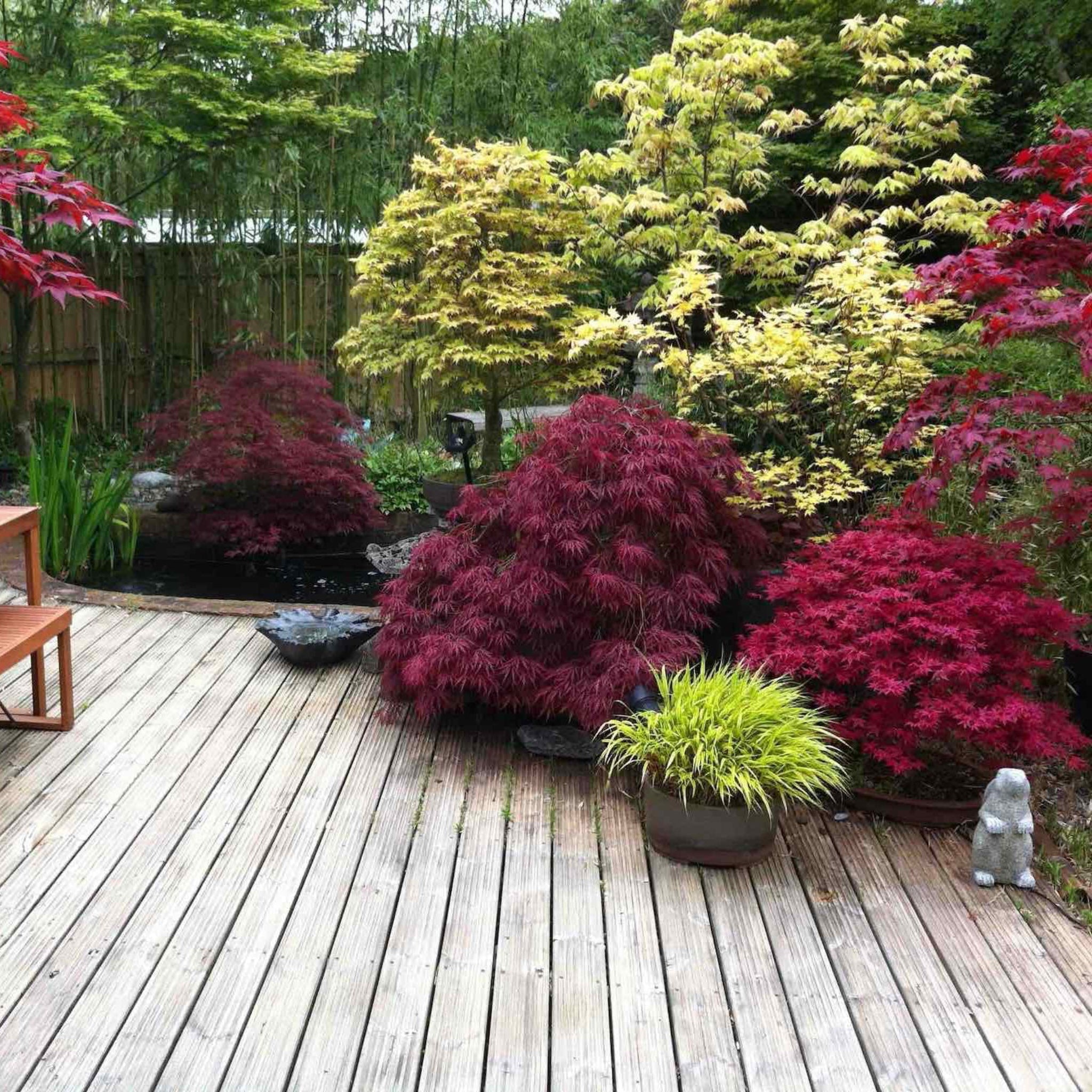 Red Dragon Japanese Maple Tree - Cheeky Garden