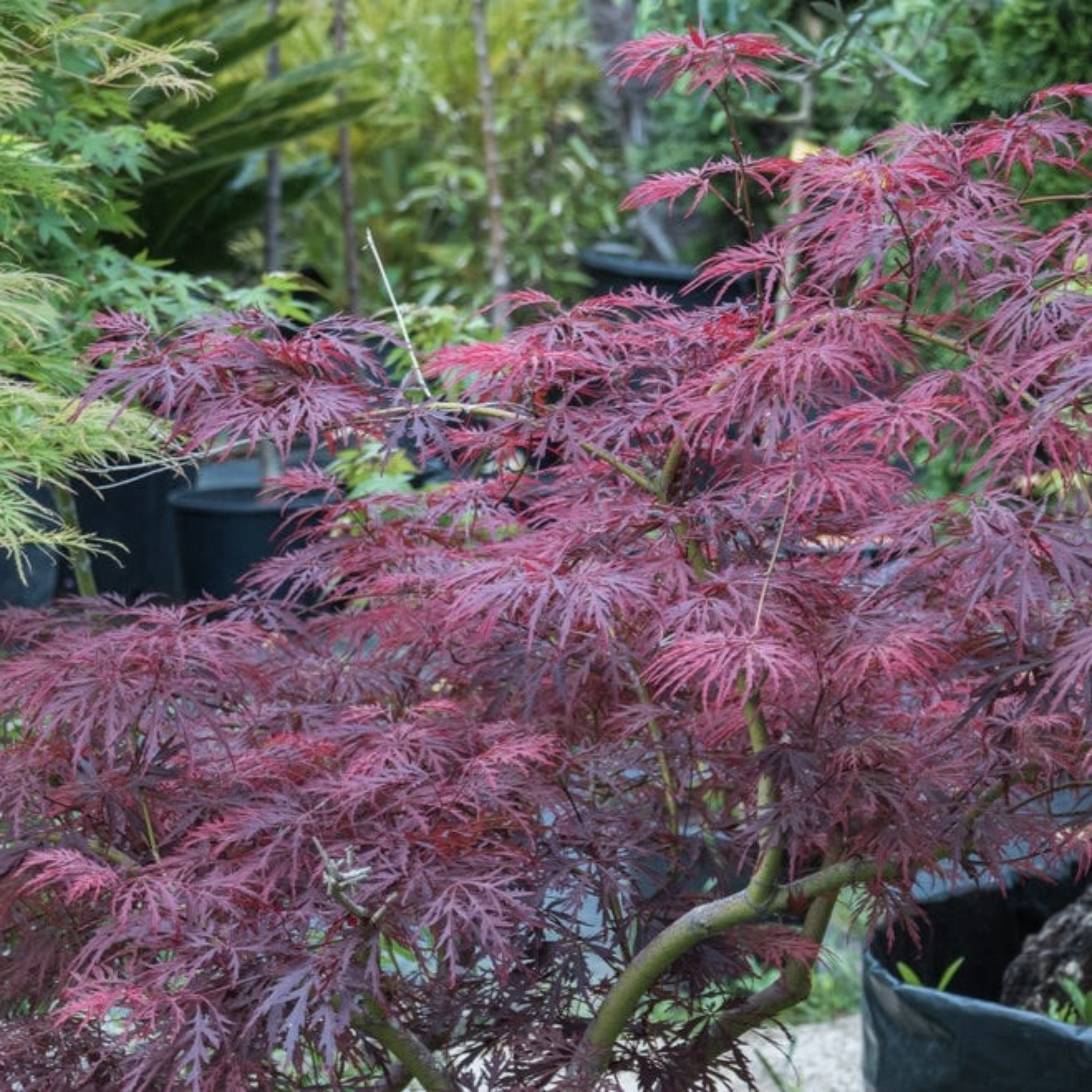 Red Dragon Japanese Maple Tree - Cheeky Garden