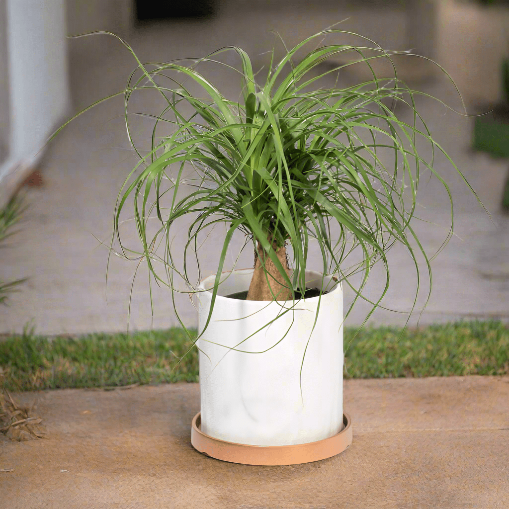 Red Ponytail Palm (Beaucarnea guatemalensis) - Cheeky Garden