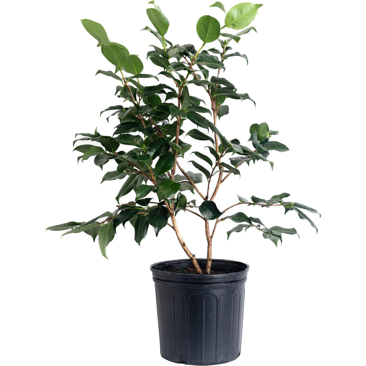 R.L. Wheeler Camellia - Cheeky Garden