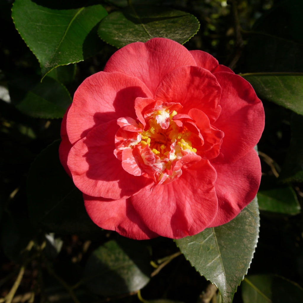 R.L. Wheeler Camellia - Cheeky Garden