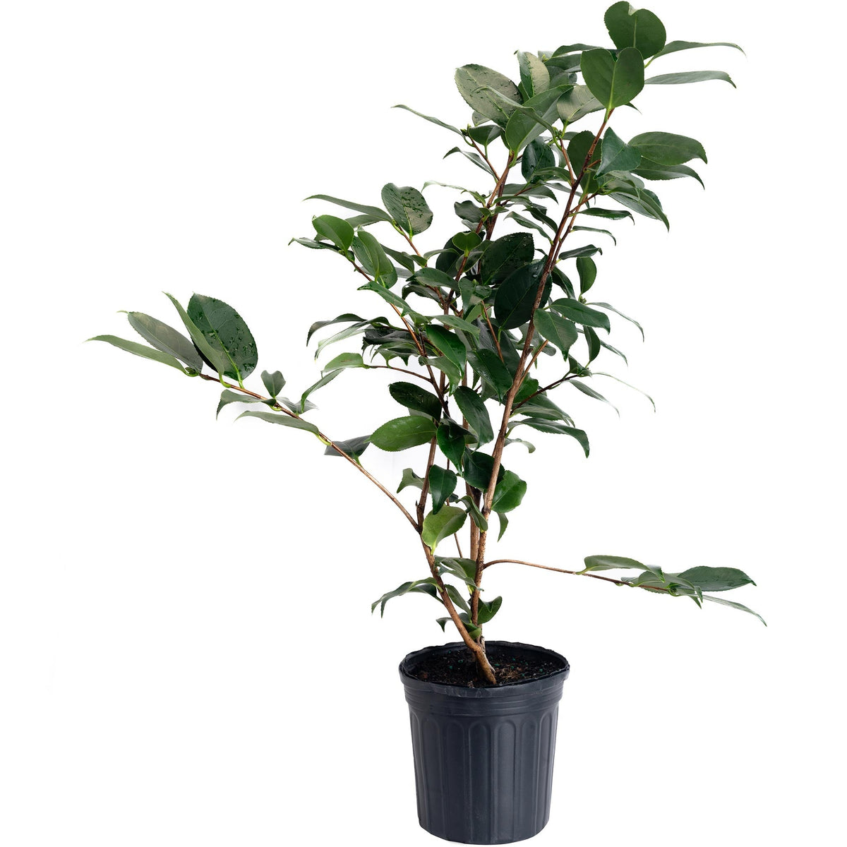 R.L. Wheeler Camellia - Cheeky Garden
