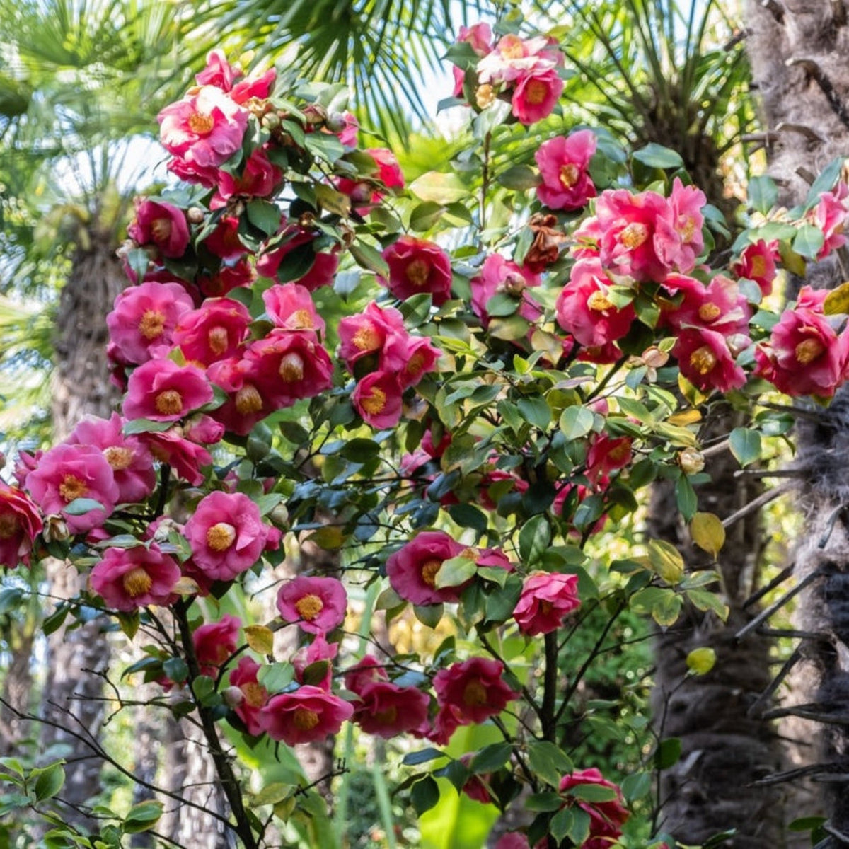 R.L. Wheeler Camellia - Cheeky Garden