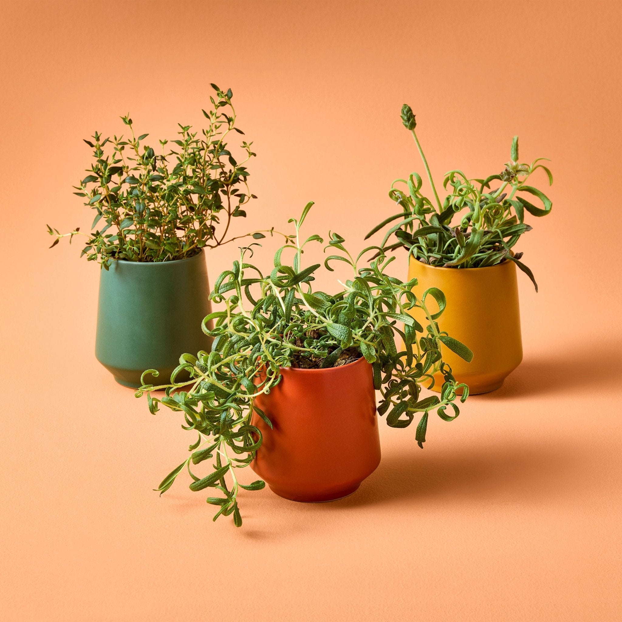Rooted Candles - Cheeky Garden