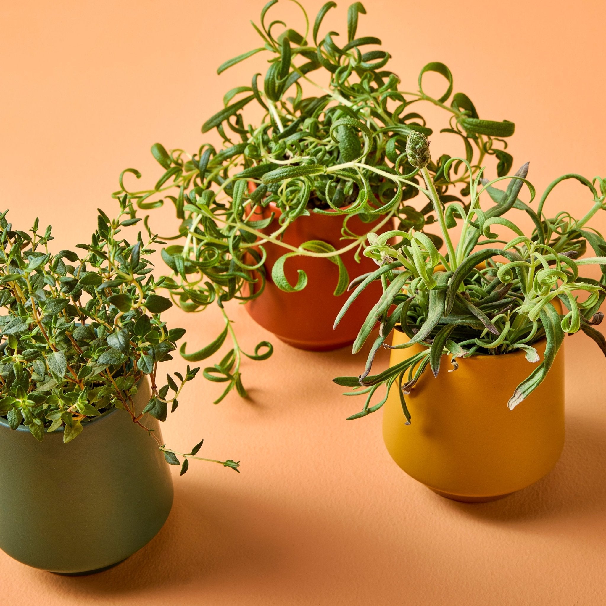 Rooted Candles - Cheeky Garden