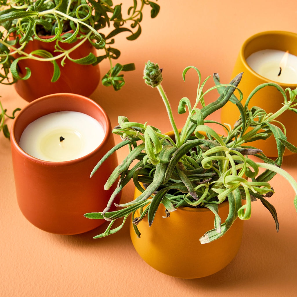 Rooted Candles - Cheeky Garden