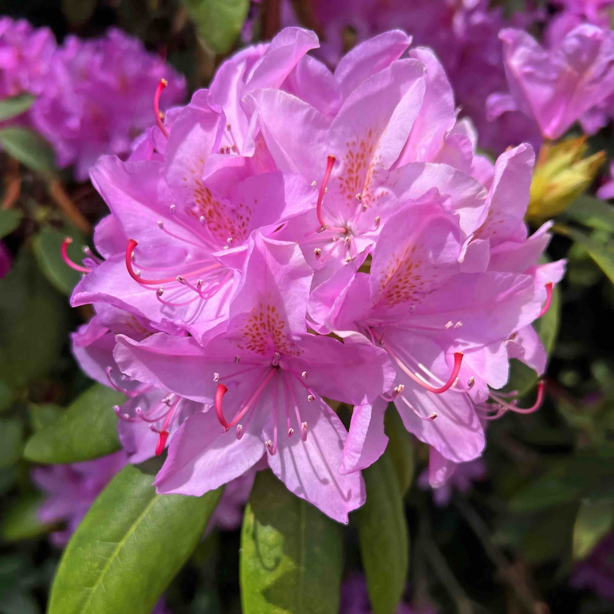 Roseum Elegans Rhododendron - Cheeky Garden