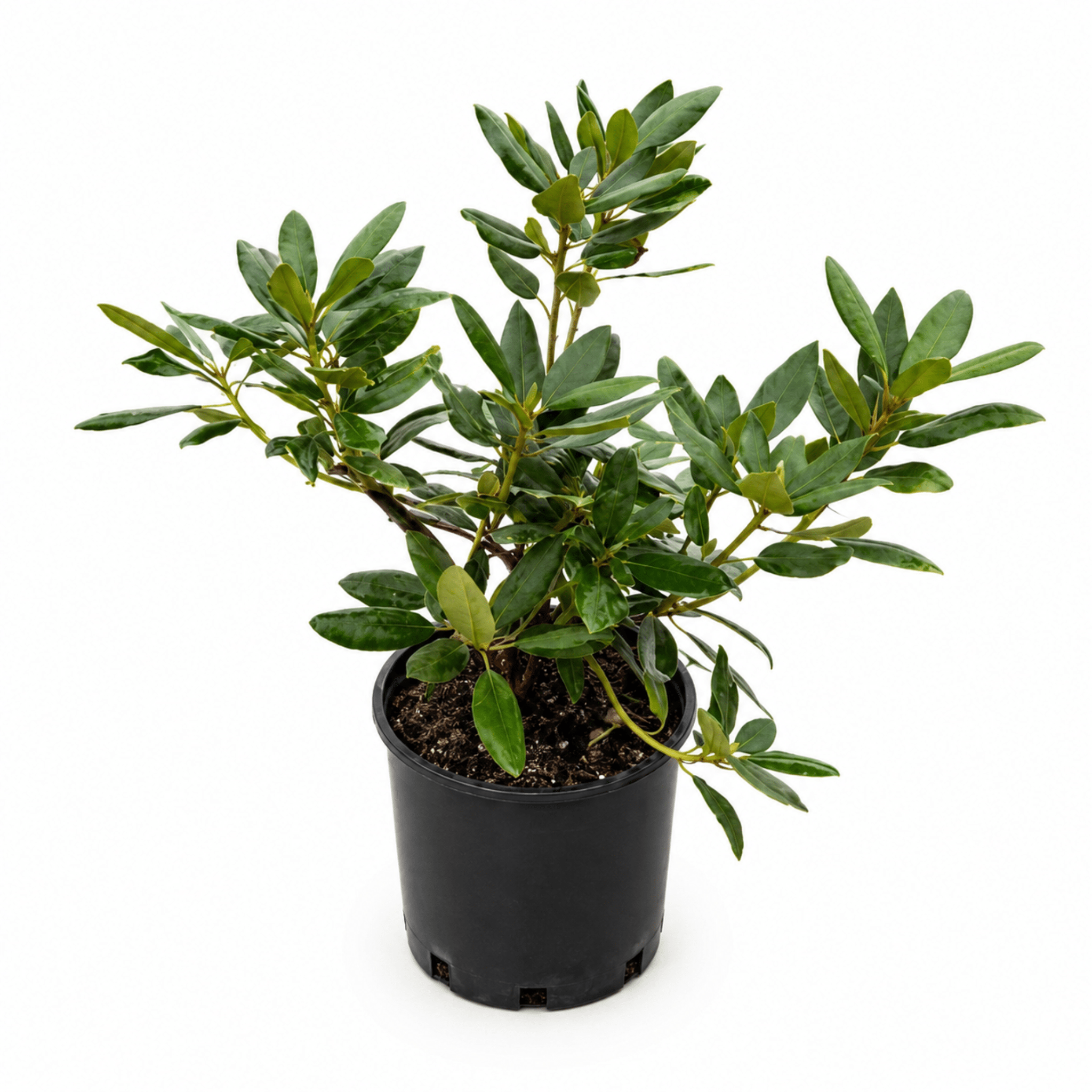 Roseum Elegans Rhododendron - Cheeky Garden