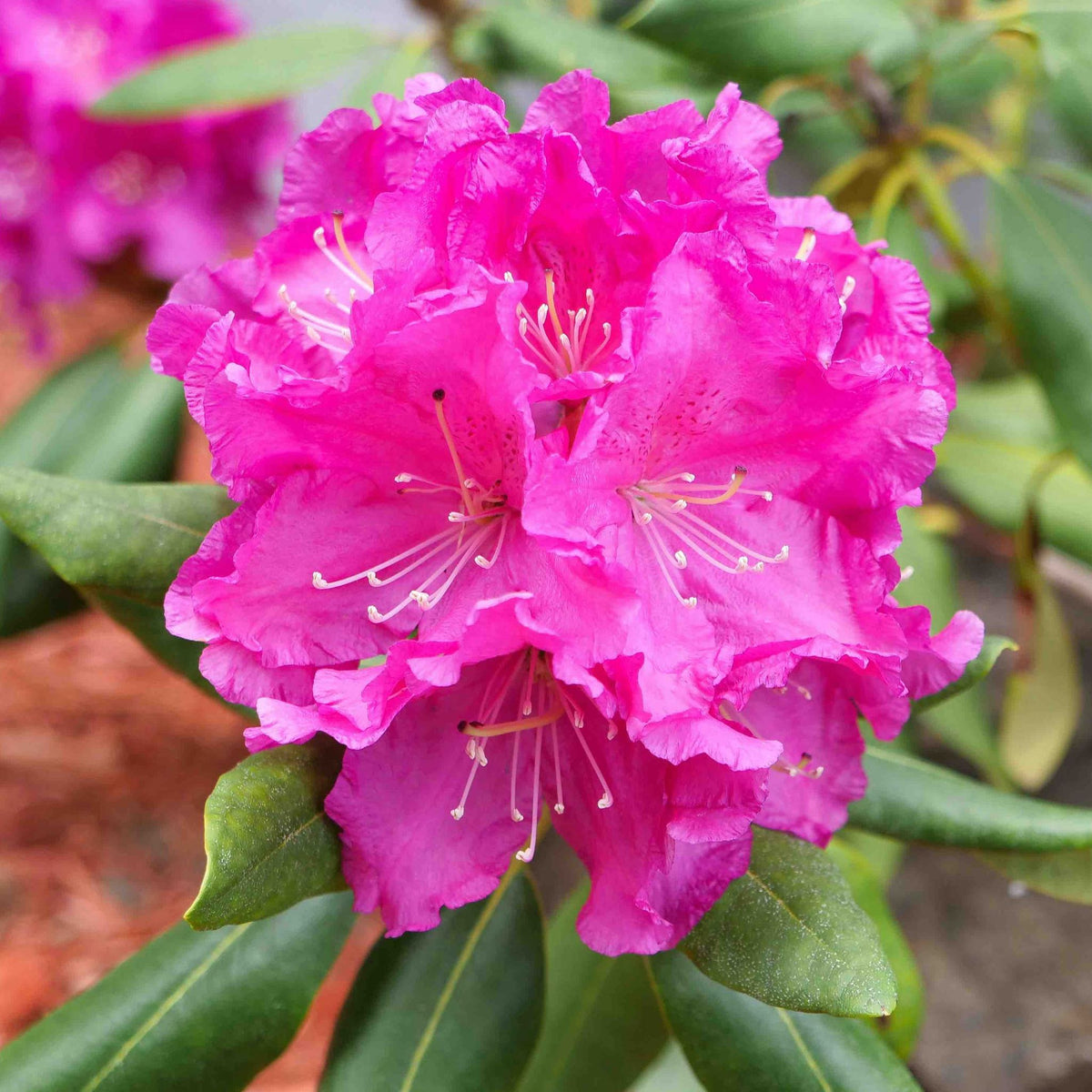 Roseum Pink Rhododendron - Cheeky Garden