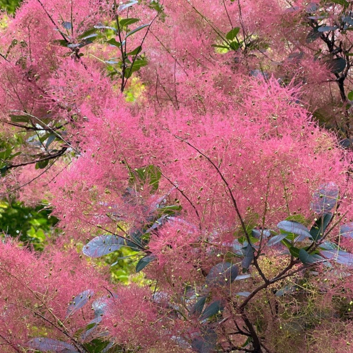 Royal Purple Smoke Bush - Cheeky Garden