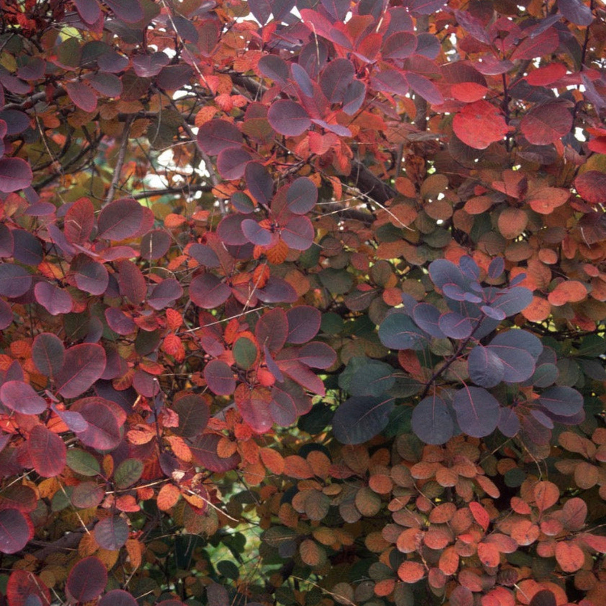 Royal Purple Smoke Bush - Cheeky Garden