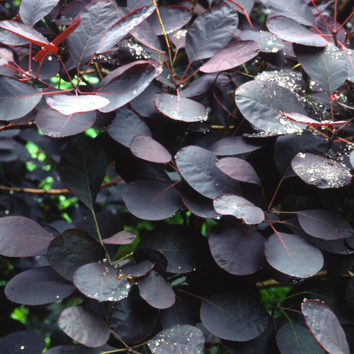 Royal Purple Smoke Bush - Cheeky Garden