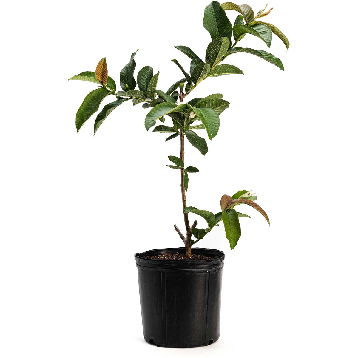 Ruby Supreme Guava Tree - Cheeky Garden