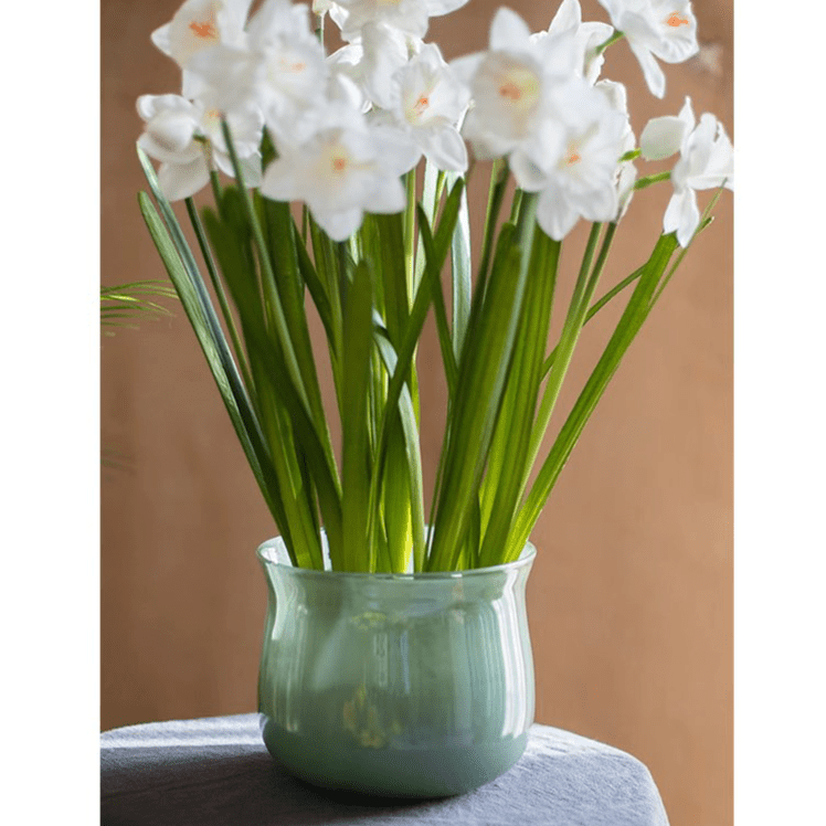 Ruhai Low Glass Vase - Cheeky Garden
