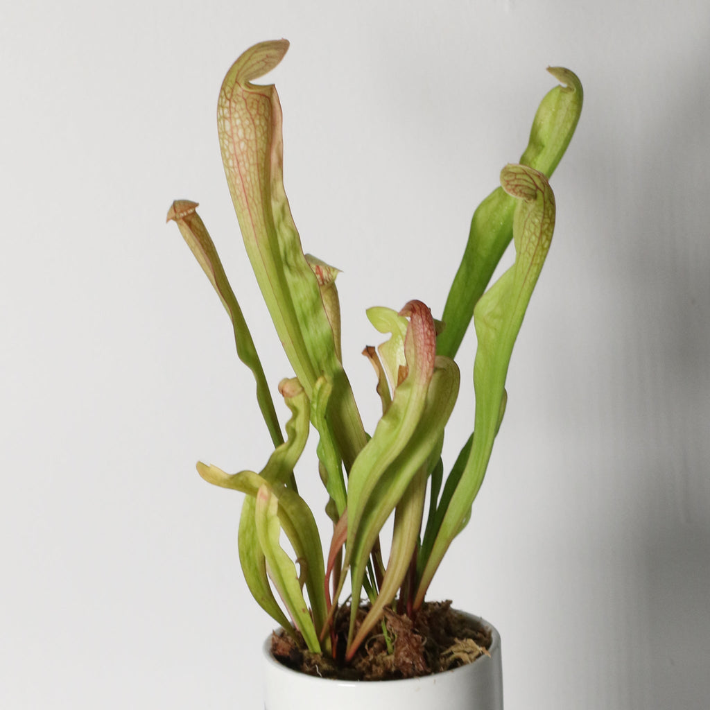 Sarracenia BUG BAT Trumpet Pitcher Carnivorous Plant - Cheeky Garden