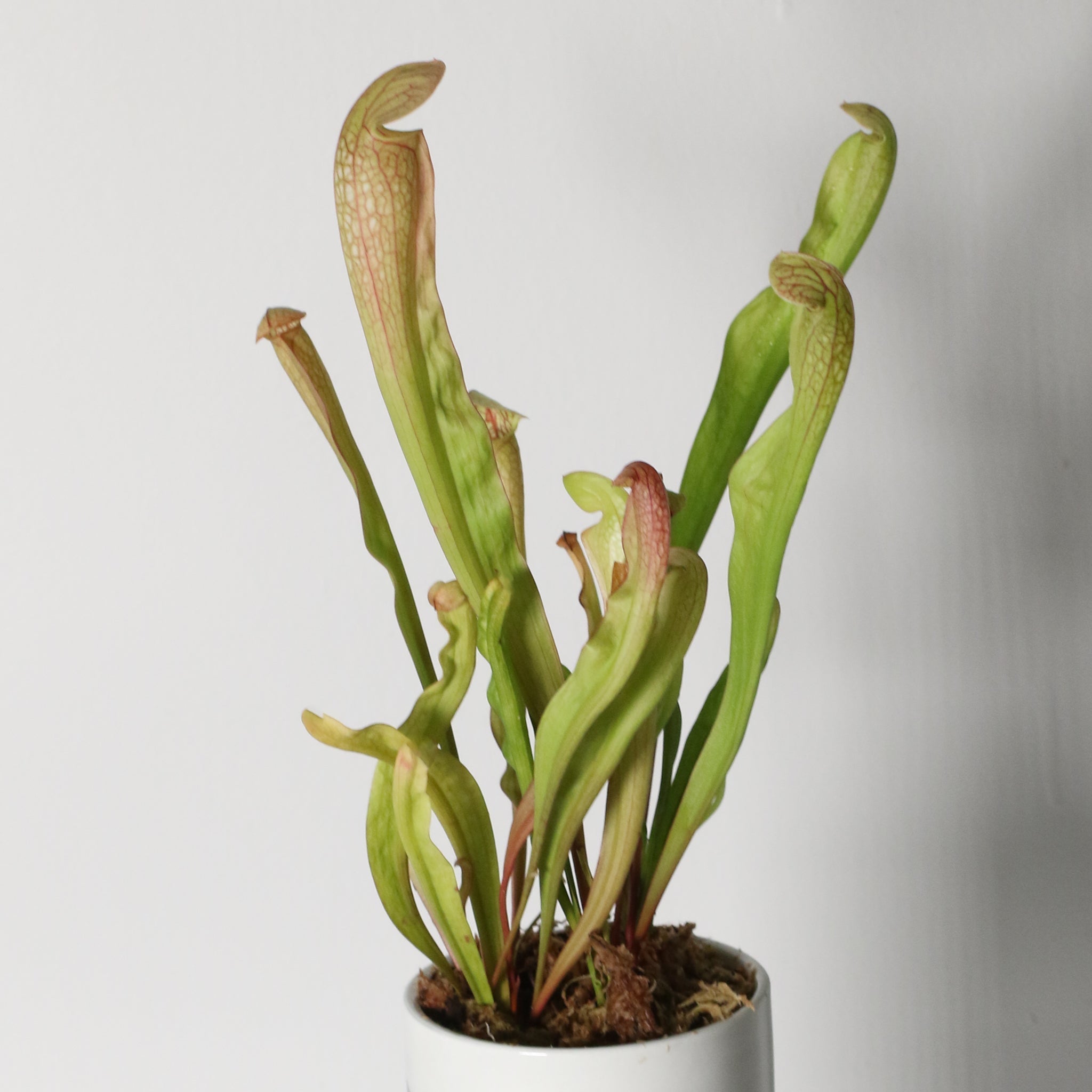 Sarracenia BUG BAT Trumpet Pitcher Carnivorous Plant - Cheeky Garden