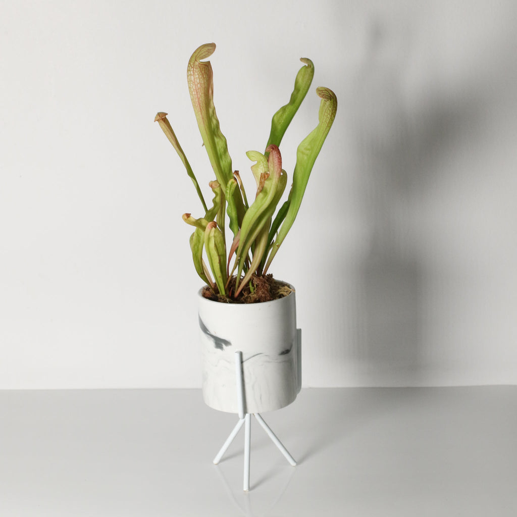 Sarracenia BUG BAT Trumpet Pitcher Carnivorous Plant - Cheeky Garden