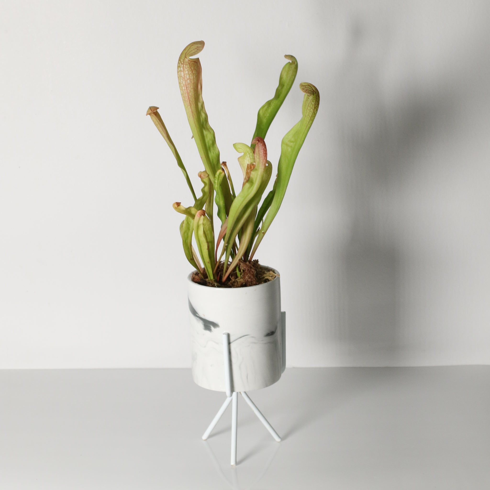 Sarracenia BUG BAT Trumpet Pitcher Carnivorous Plant - Cheeky Garden