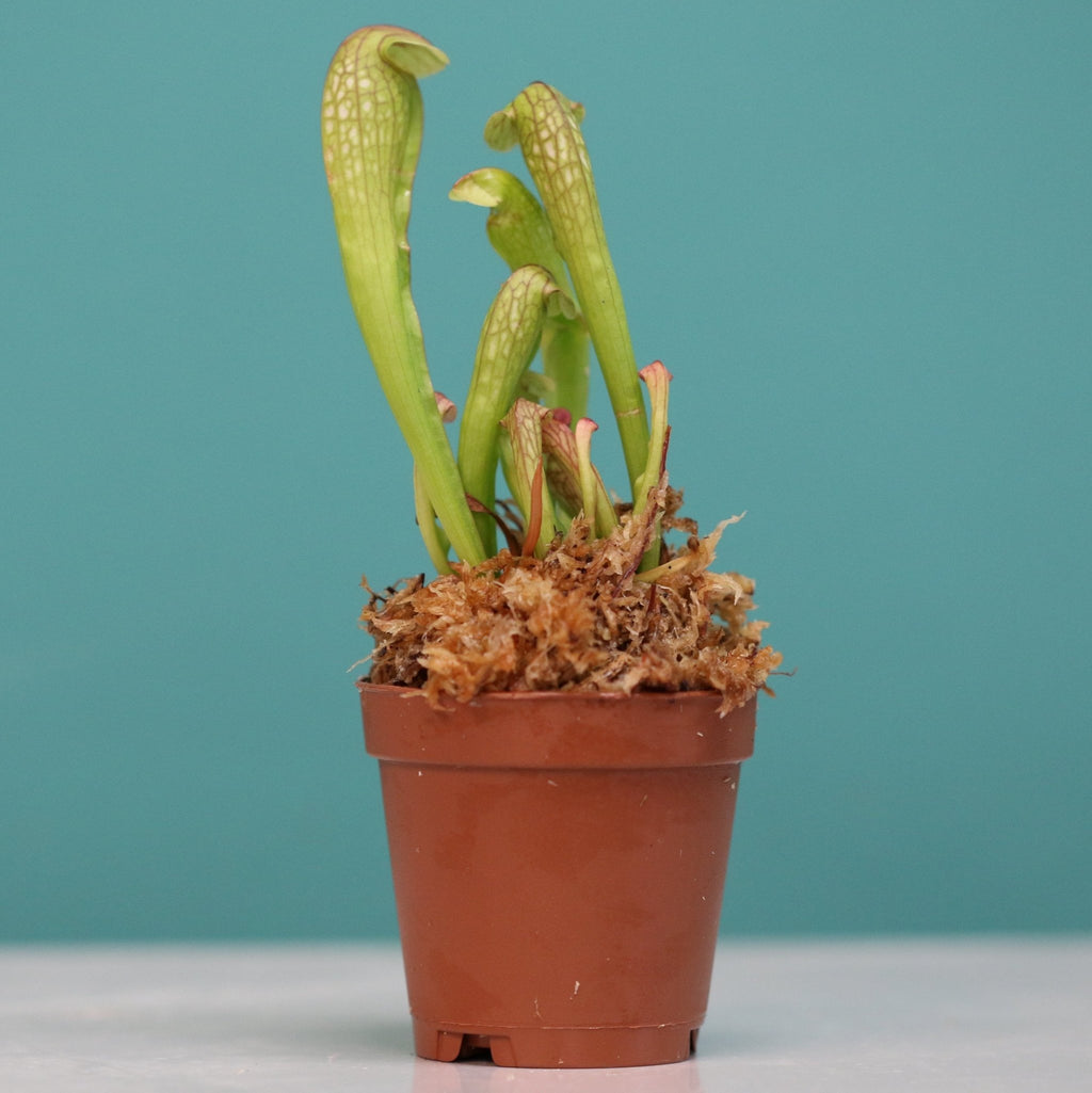 Sarracenia BUG BAT Trumpet Pitcher Carnivorous Plant - Cheeky Garden