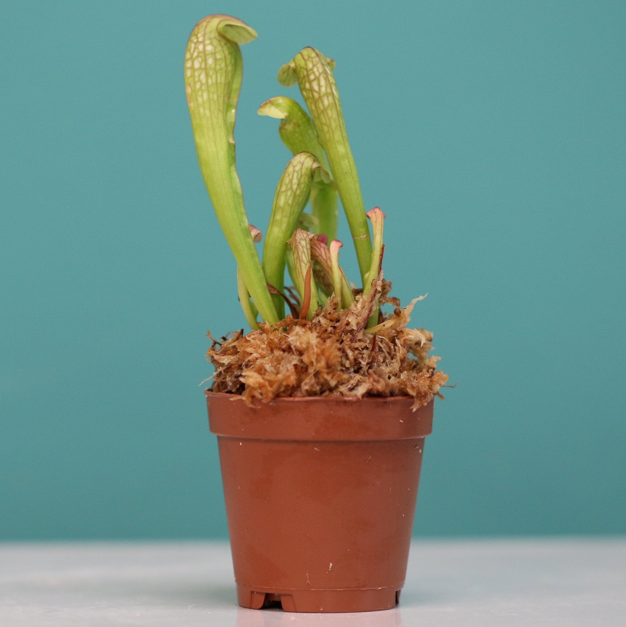 Sarracenia BUG BAT Trumpet Pitcher Carnivorous Plant - Cheeky Garden