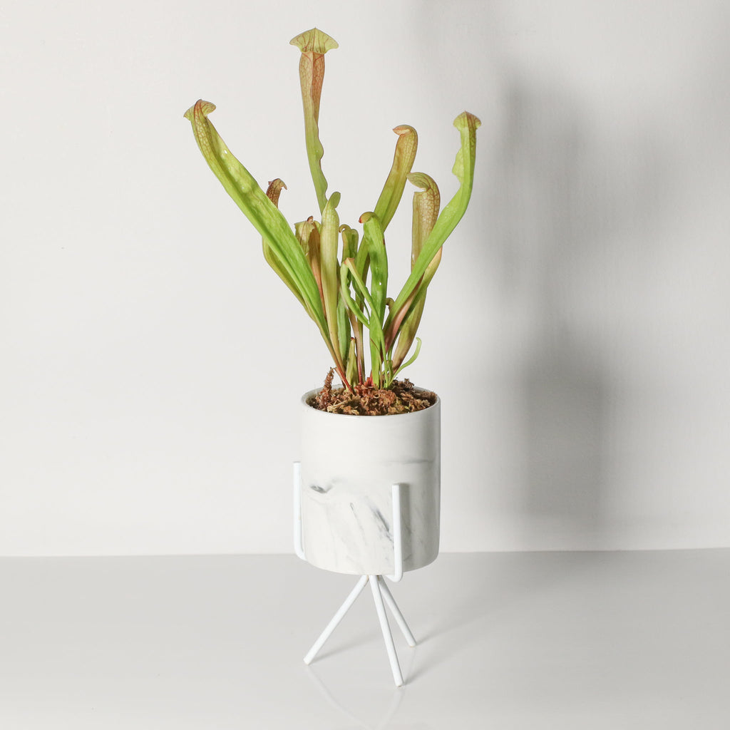 Sarracenia BUG BAT Trumpet Pitcher Carnivorous Plant - Cheeky Garden