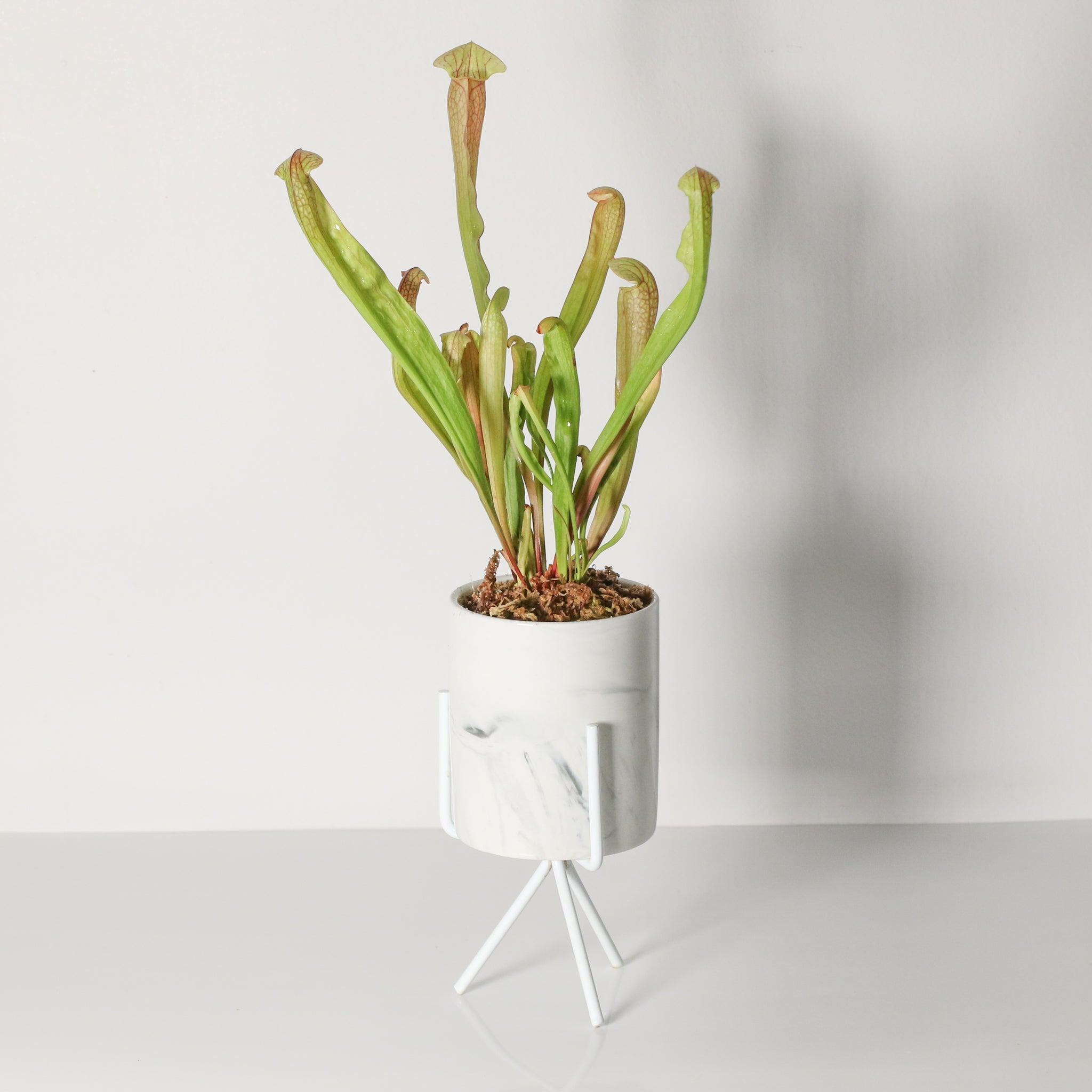 Sarracenia BUG BAT Trumpet Pitcher Carnivorous Plant - Cheeky Garden