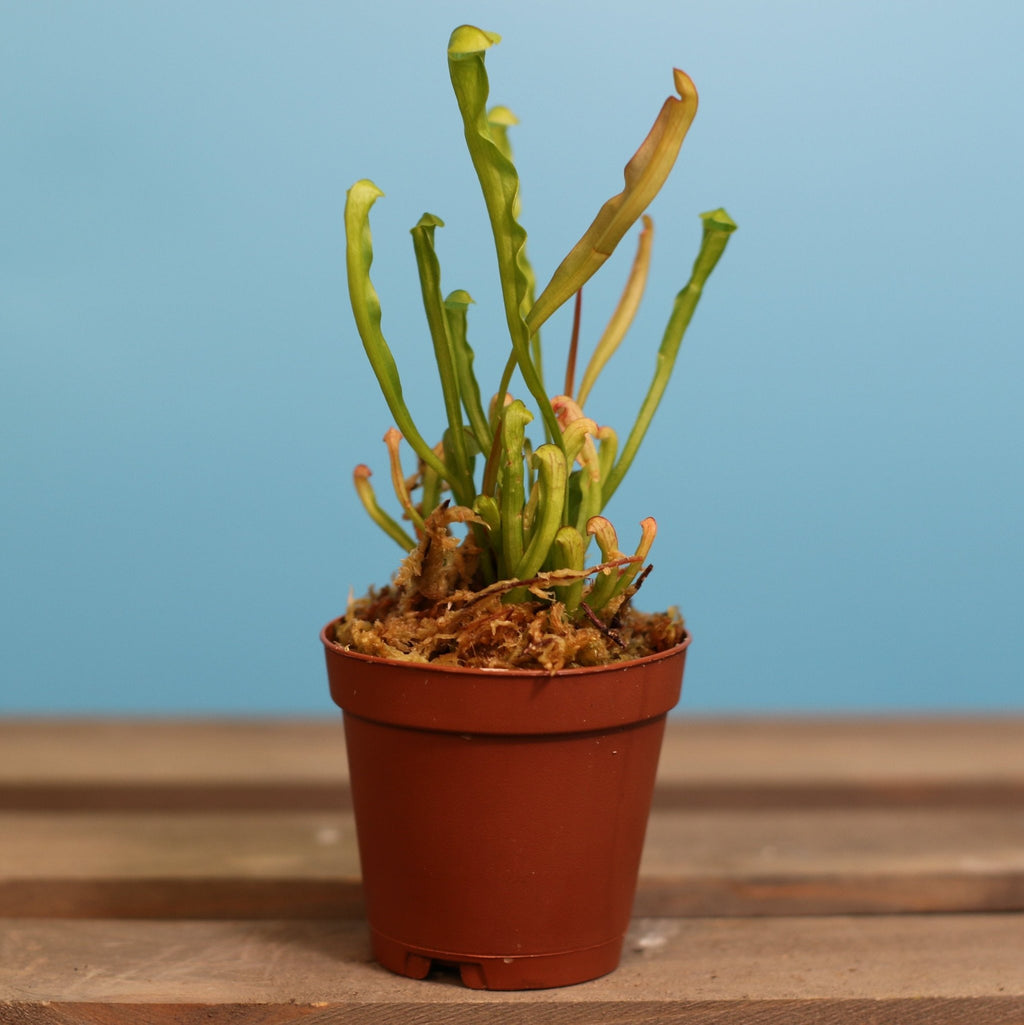 Sarracenia BUG BAT Trumpet Pitcher Carnivorous Plant - Cheeky Garden