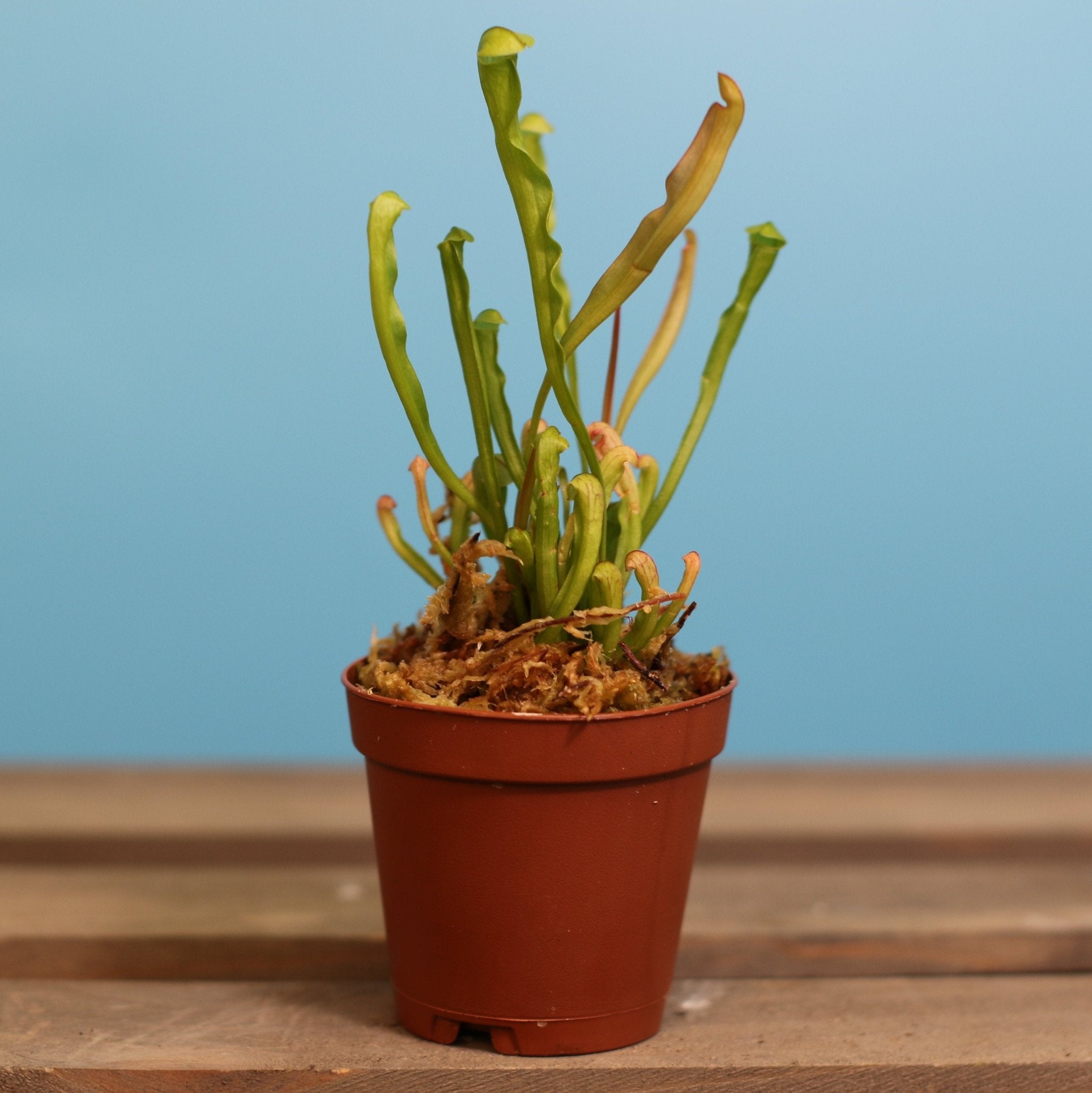 Sarracenia BUG BAT Trumpet Pitcher Carnivorous Plant - Cheeky Garden