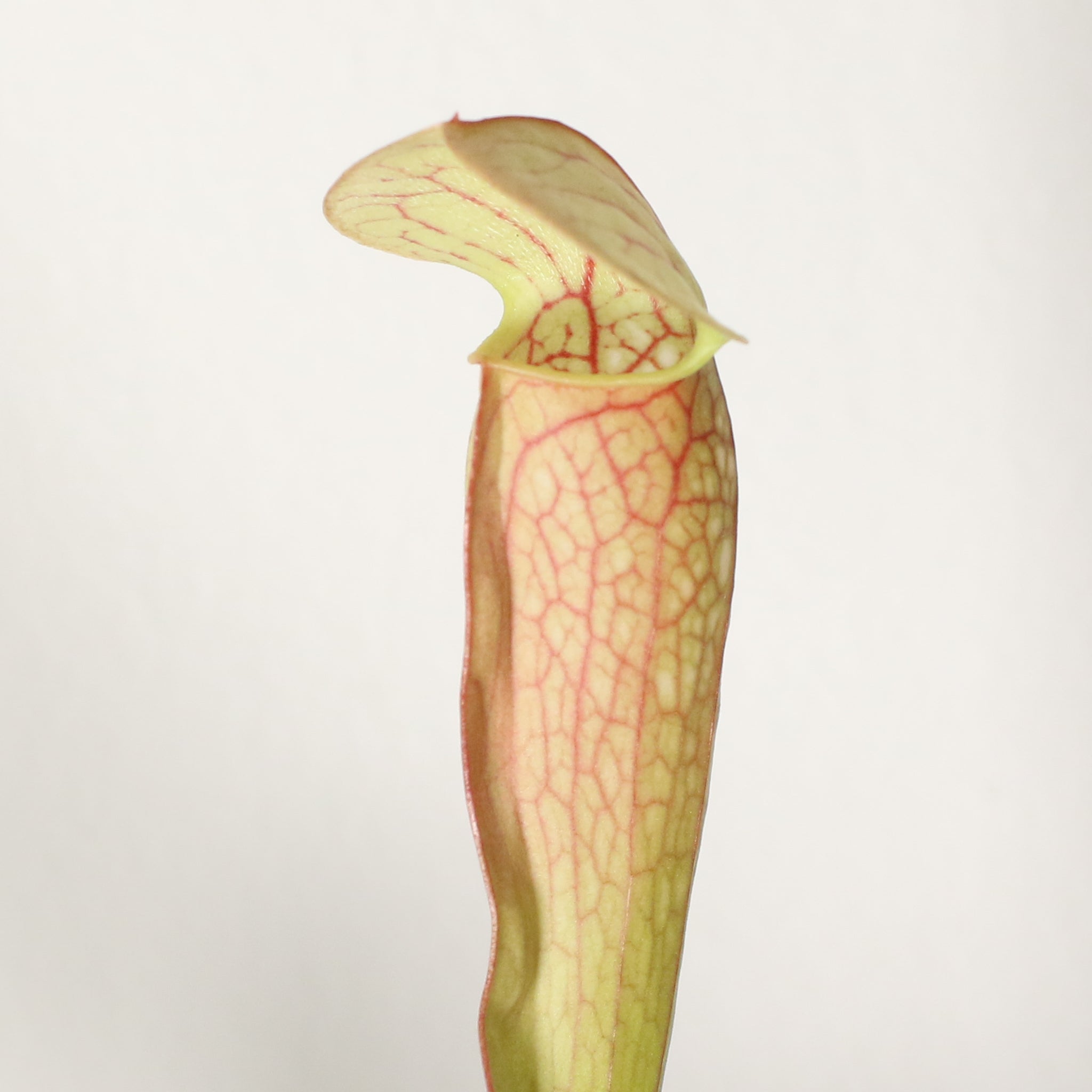 Sarracenia BUG BAT Trumpet Pitcher Carnivorous Plant - Cheeky Garden