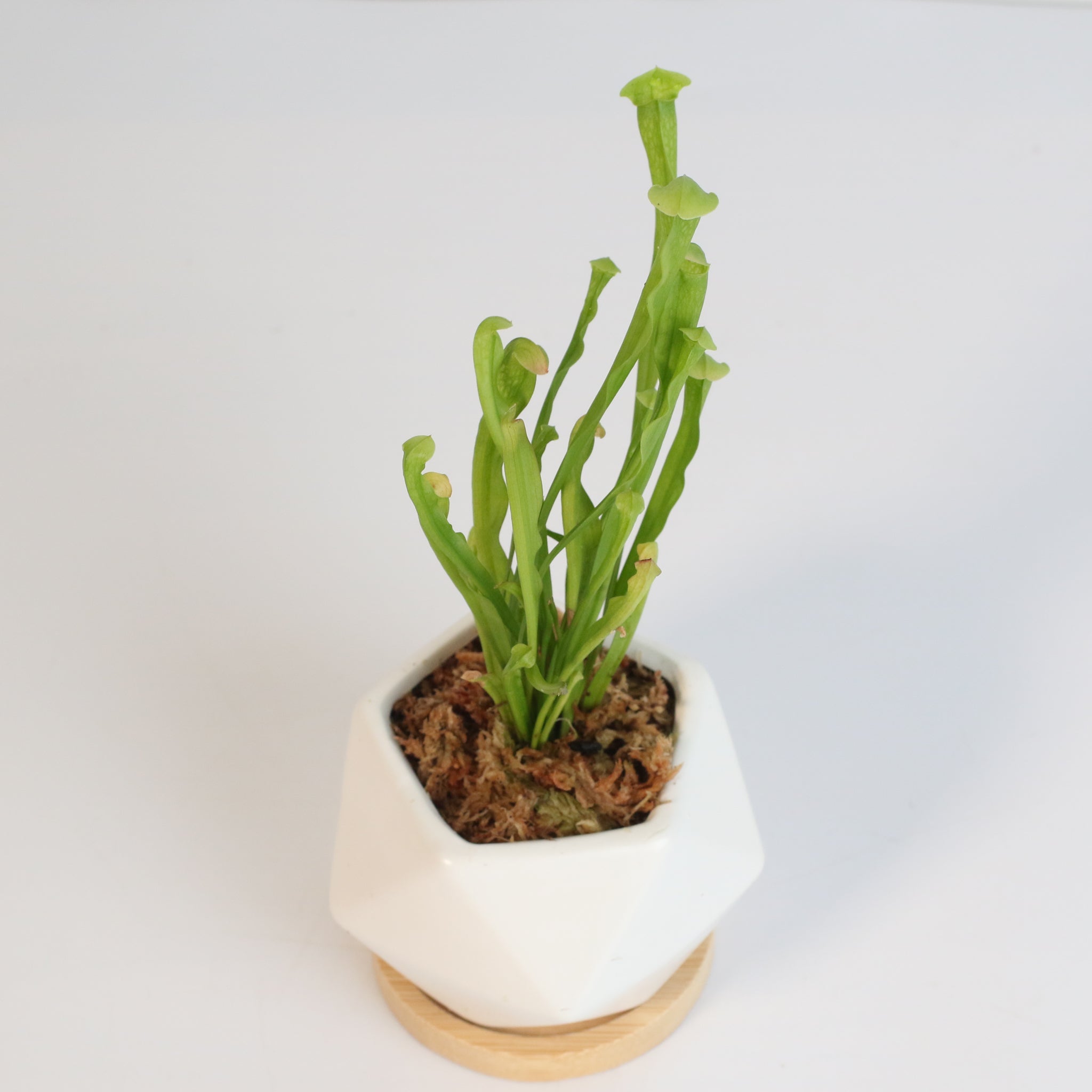 Sarracenia BUG BAT Trumpet Pitcher Carnivorous Plant - Cheeky Garden
